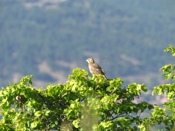 Bird perching on a plant