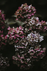 Close-up of pink hydrangea flowers