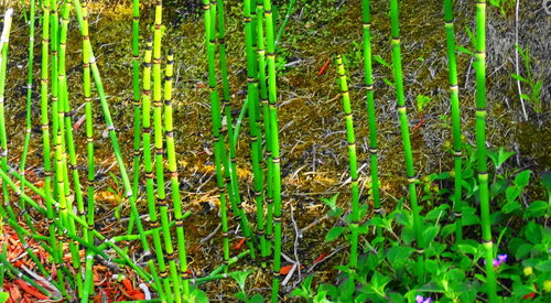 Full frame shot of plants on field