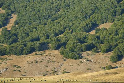 Scenic view of landscape