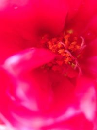 Macro shot of pink flower