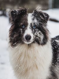 Close-up of a cute dog in winter