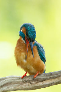 Close-up of bird perching on wood