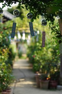 Close-up of lanterns hanging on tree