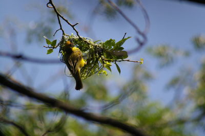 Close-up of insect on plant