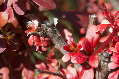 Close-up of red butterfly on pink flowers