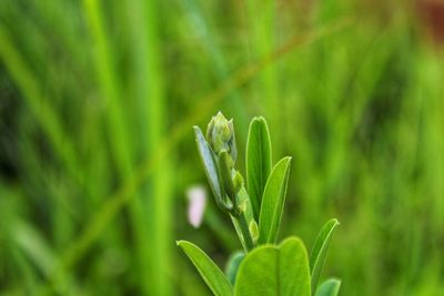 Close-up of fresh green plant