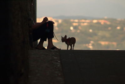 Dog and son against sky during sunset