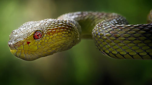 Close-up of lizard on leaf