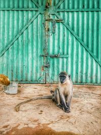 Monkey outside warehouse