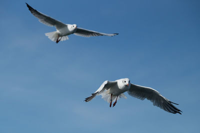 Low angle view of birds flying over white background