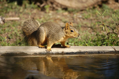 Reflections of a squirrel