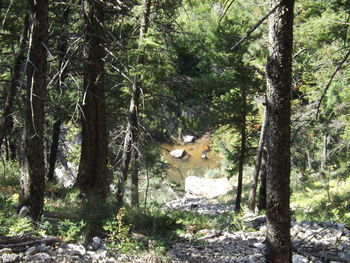 View of trees in forest