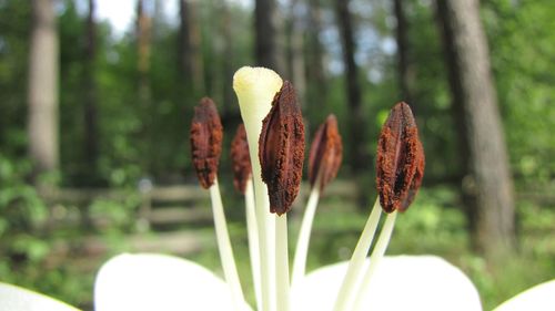 Close-up of flowers