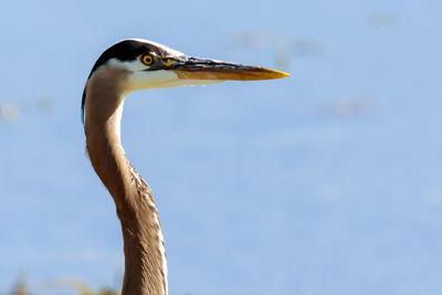 Close-up of bird against sky