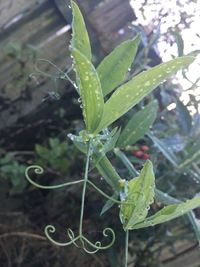 Close-up of spider on web