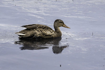 Duck swimming in lake