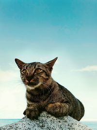 Portrait of cat sitting against sky