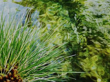 High angle view of grass in water