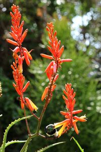 Close-up of red flowering plant