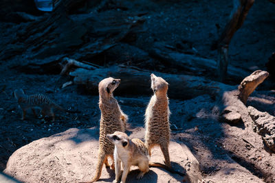 Close-up of meerkat