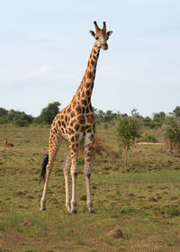 Baringo giraffe,giraffa camelopardalis, murchison falls national park, uganda