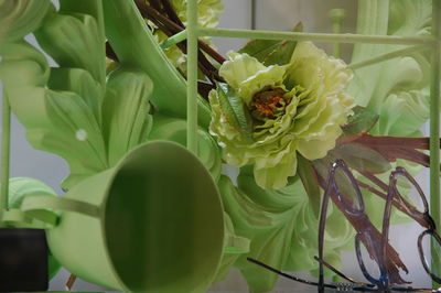 Close-up of prickly pear cactus