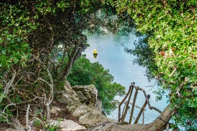 Bird perching on tree by lake in forest