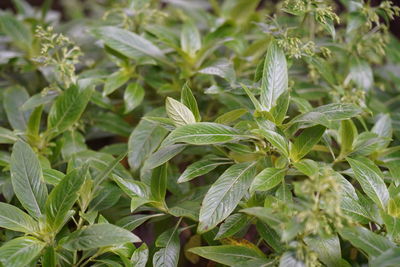 Egyptian starcluster, pentas lanceolata, ruby glow, star cluster, star flower