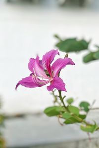 Close-up of pink flowering plant