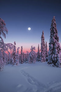 Snow covered trees against clear sky