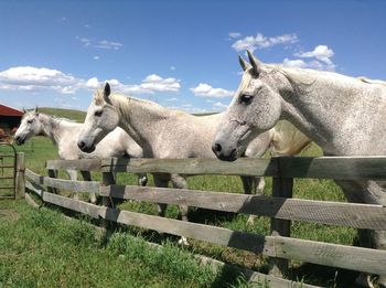 Horses standing by fence on grassy field against sky