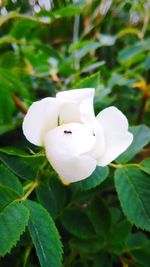 Close-up of white flower blooming outdoors