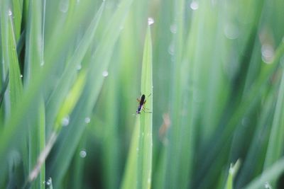 Close-up of fly on grass