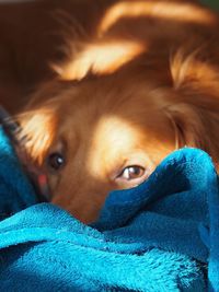 Close-up of dog relaxing