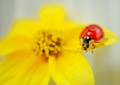 insect