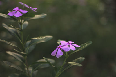 Close-up of pink flowering plant