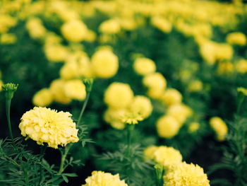 Close-up of yellow marigold blooming outdoors