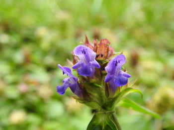 Close-up of purple flowering plant