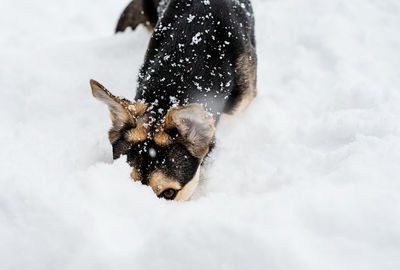 Winter leisure. pet care. adorable mixed breed dog playing in the snow in the backyard