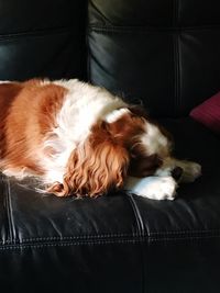 Close-up of a dog sleeping on sofa