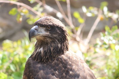 Close-up of a bird looking away