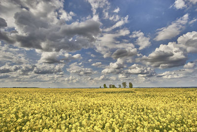 Scenic view of oilseed rape field against sky