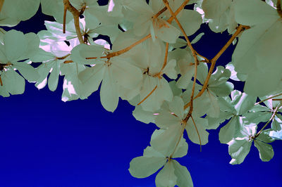 Close-up of cherry blossom