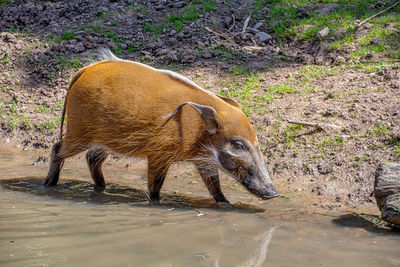 Side view of horse drinking water on field