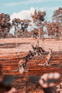 Kangaroo on the grass