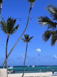 palm tree