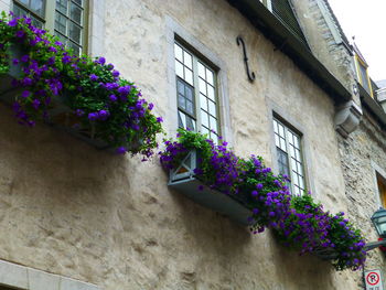 Low angle view of plants and building