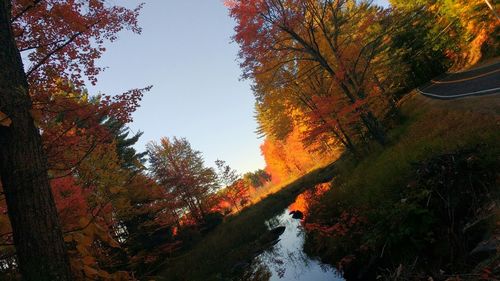 Reflection of trees in water