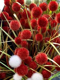 High angle view of red berries on plant